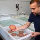 Hatchery scallops successfully deployed off Rottnest in stock replenishment trial
